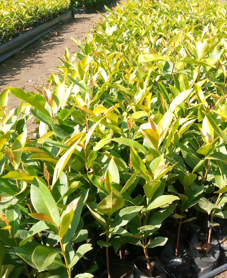 plant 2