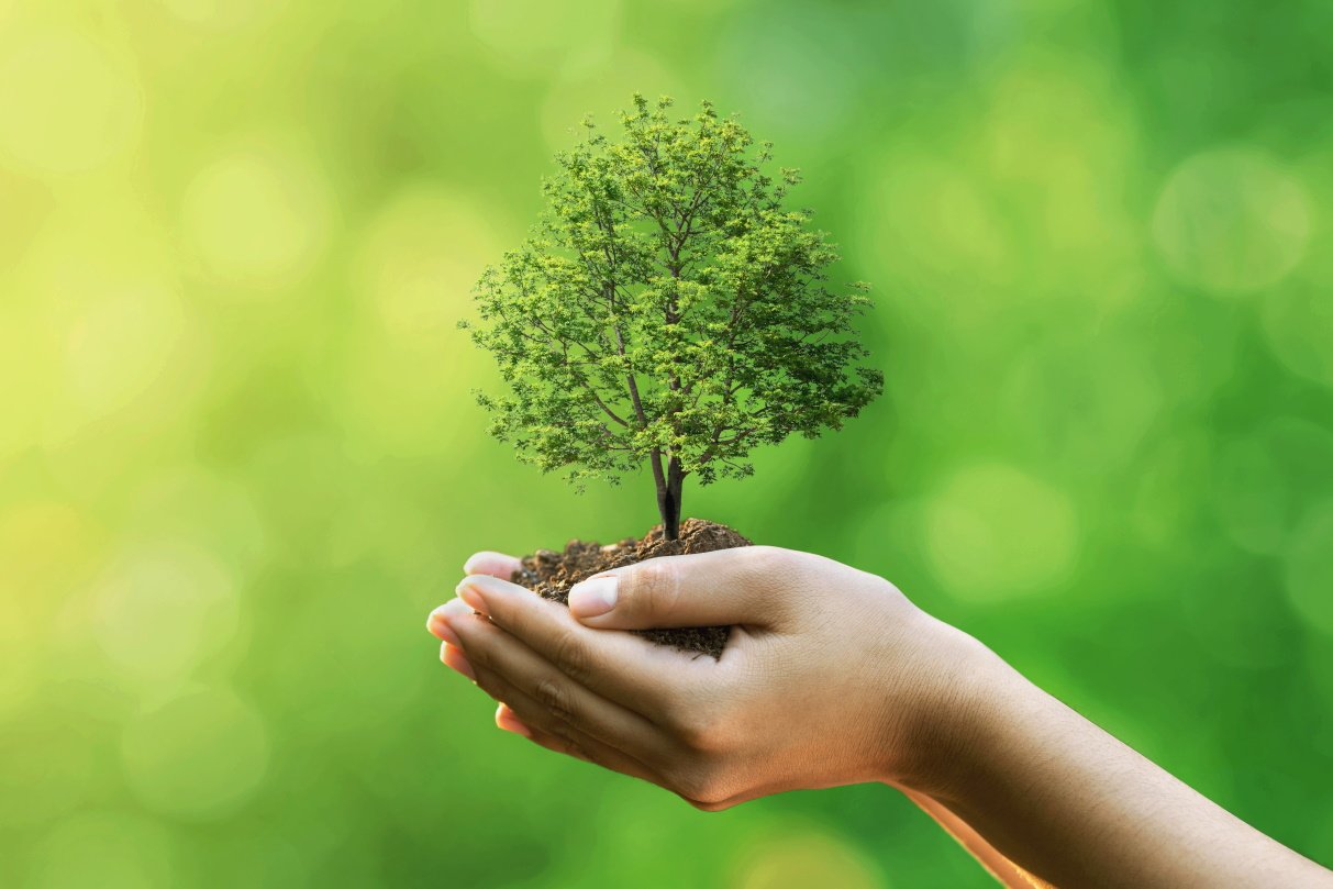 planting a tree